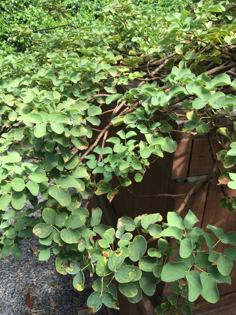 small rounded green leaves of the Kapaloa plant
