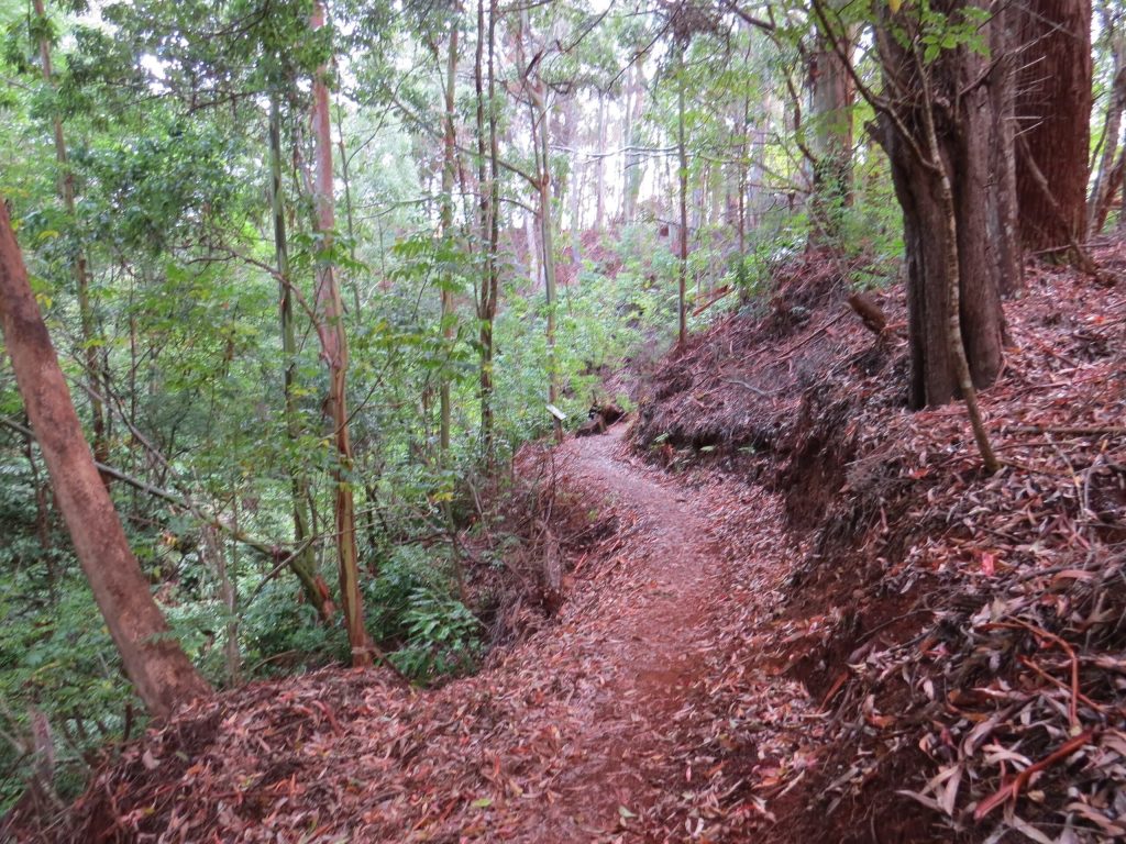 A red dirt trail covered in brown leaves winds its way through Hawaii forest. 
