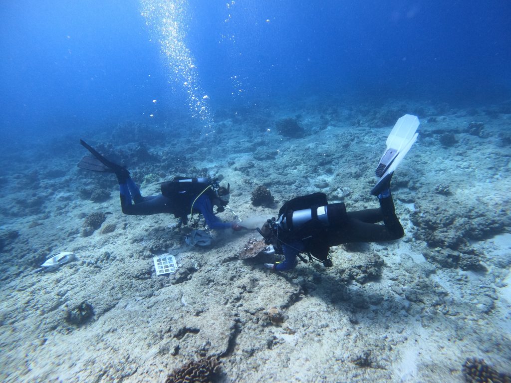Two SCUBA divers on ocean floor placing new coral formation