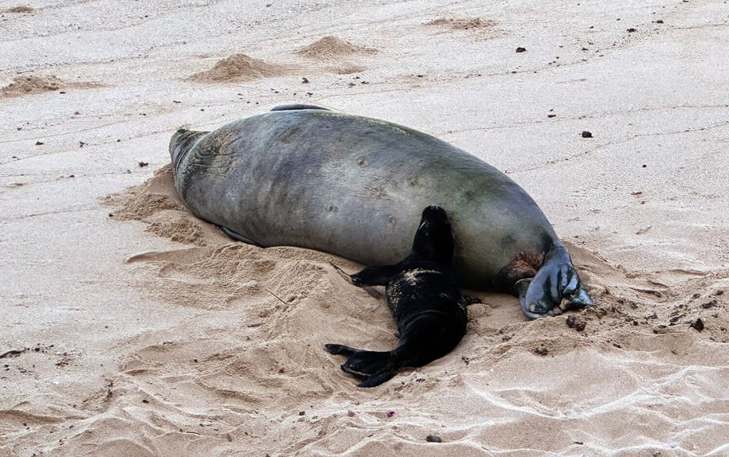 Mother Hawaiian monk seal laying on the sand next to her pup at Kaimana Beach, Waikiki, O‘ahu, May 04, 2026.