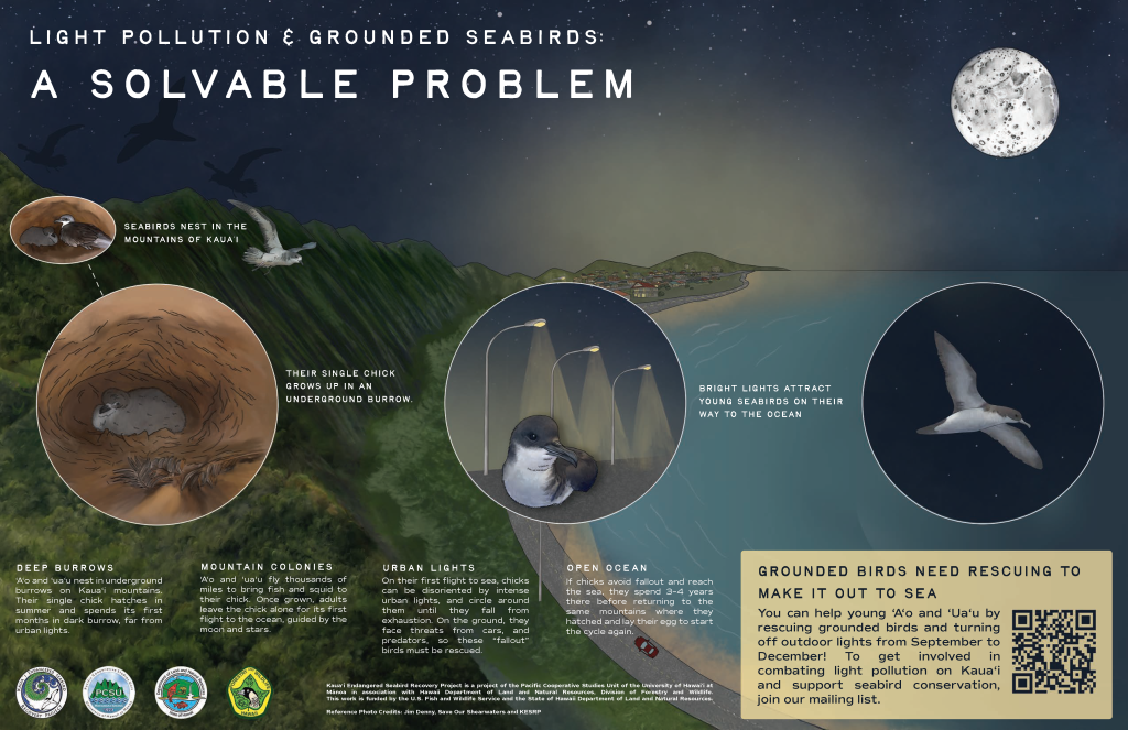An infographic titled Light Pollution and grounded seabirds: a solvable problem